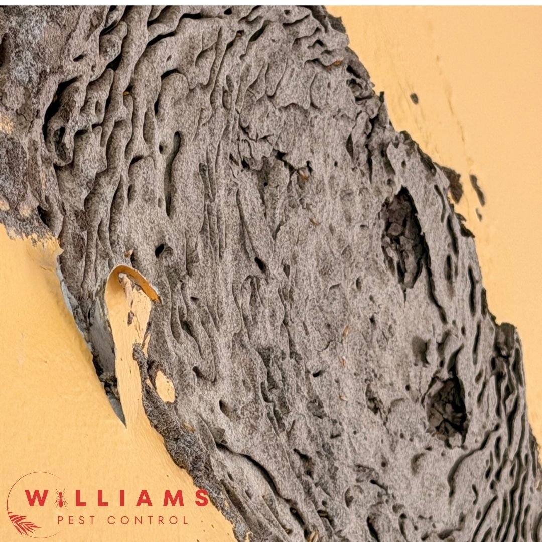 Subterranean termite damage and mud. This mud was hidden behind a piece of art so the owners did not know it was there!