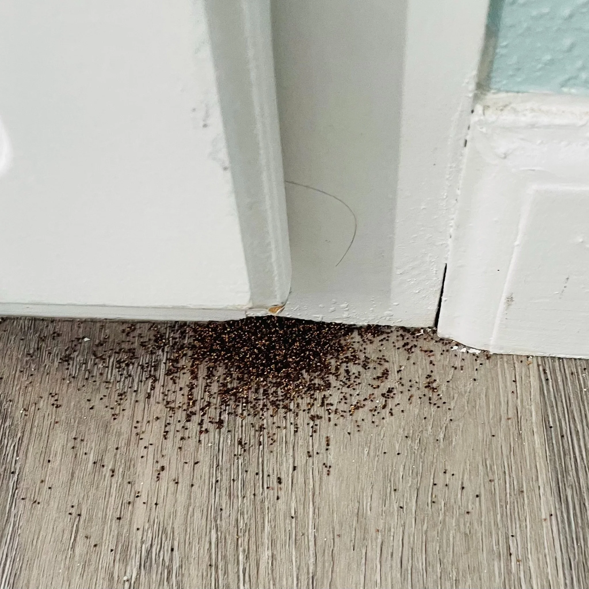 small dark droppings that looks like seeds. this is drywood termites droppings