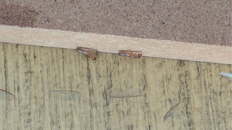 drywood termites without their wings, looks like larvee