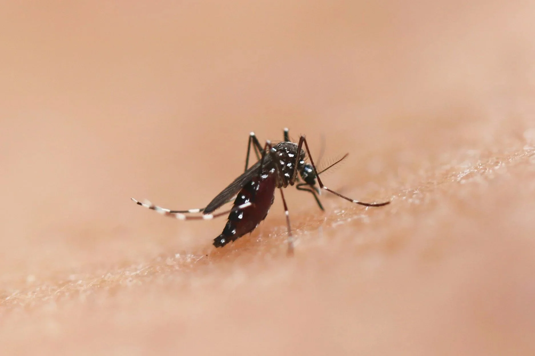 Our mosquito control programs can help reduce mosquitoes and no-see-ums in your yard
