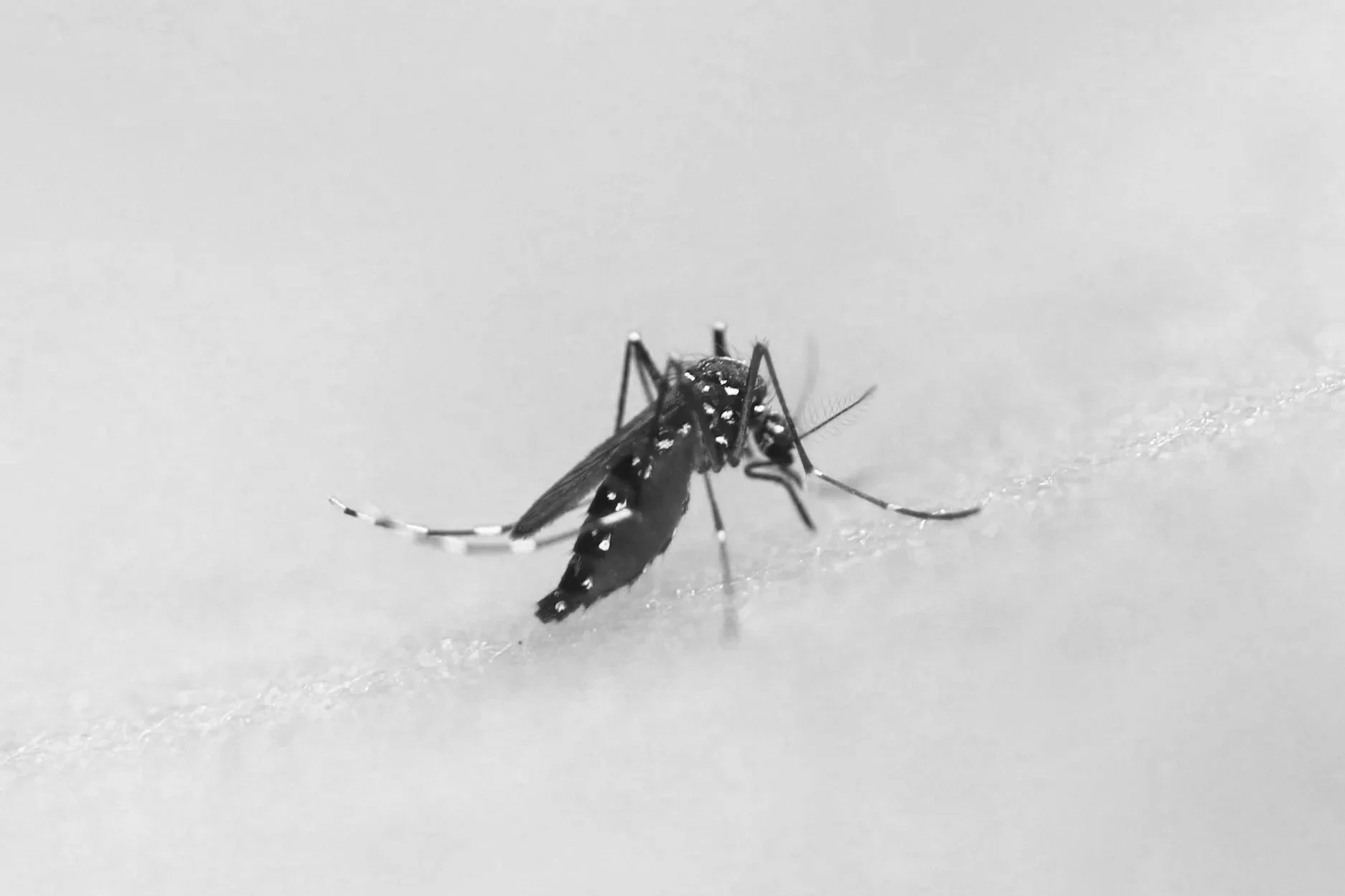 Mosquito Control options are available. We also offer ways to decrease the number of noseeums  on your property.