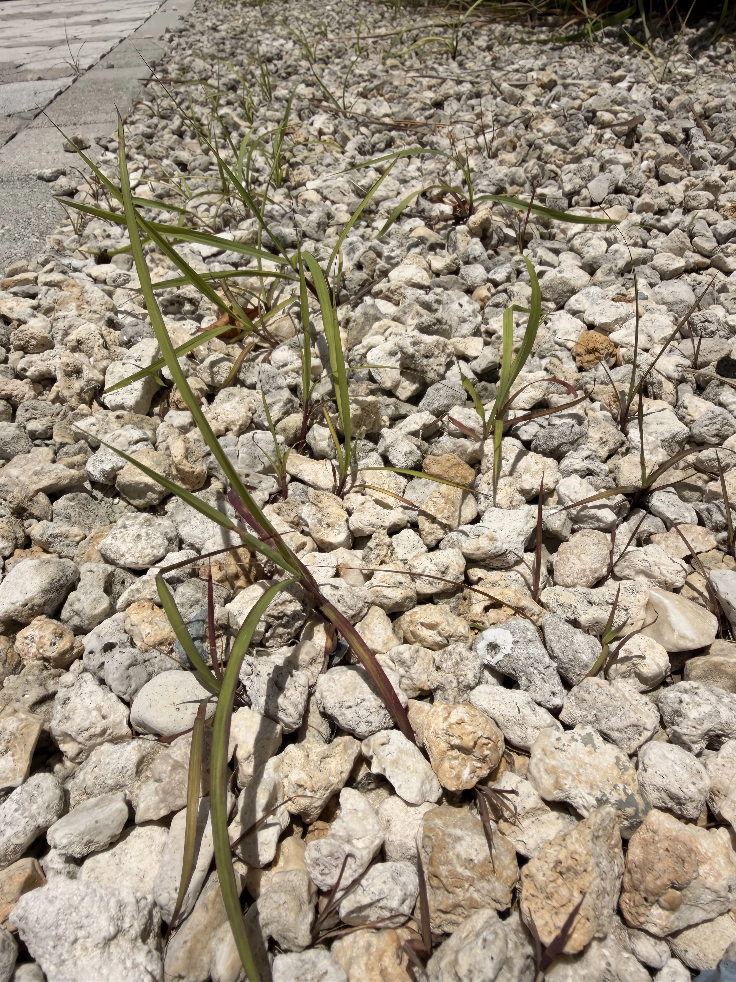 weed control in the florida keys.