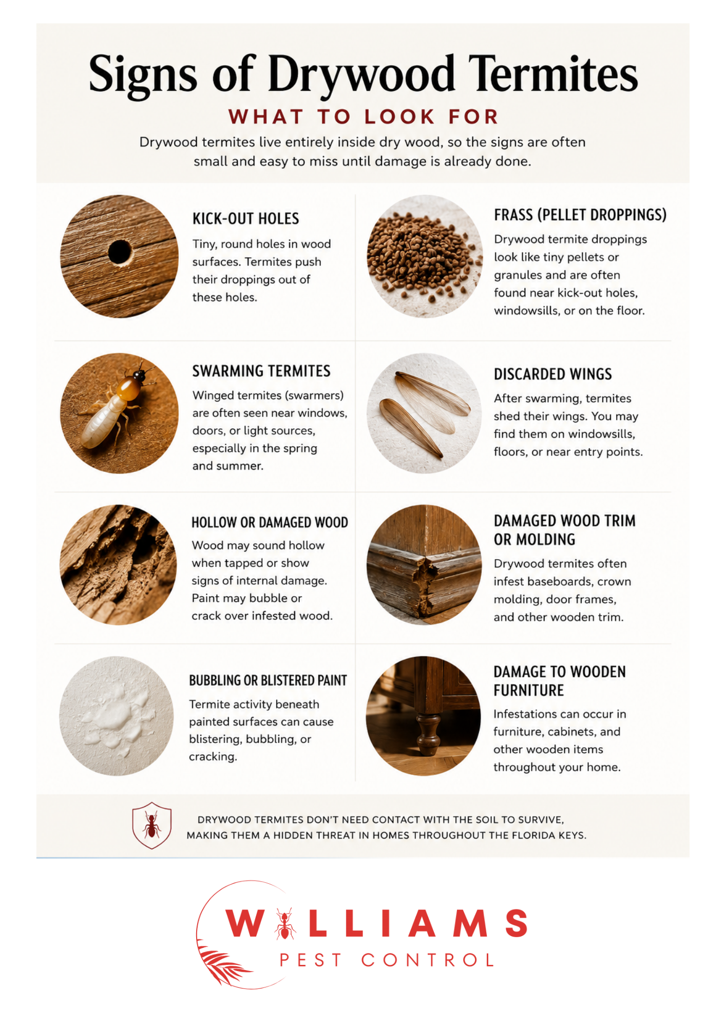 signs and pictures of drywood termites in the florida keys. including termite droppings