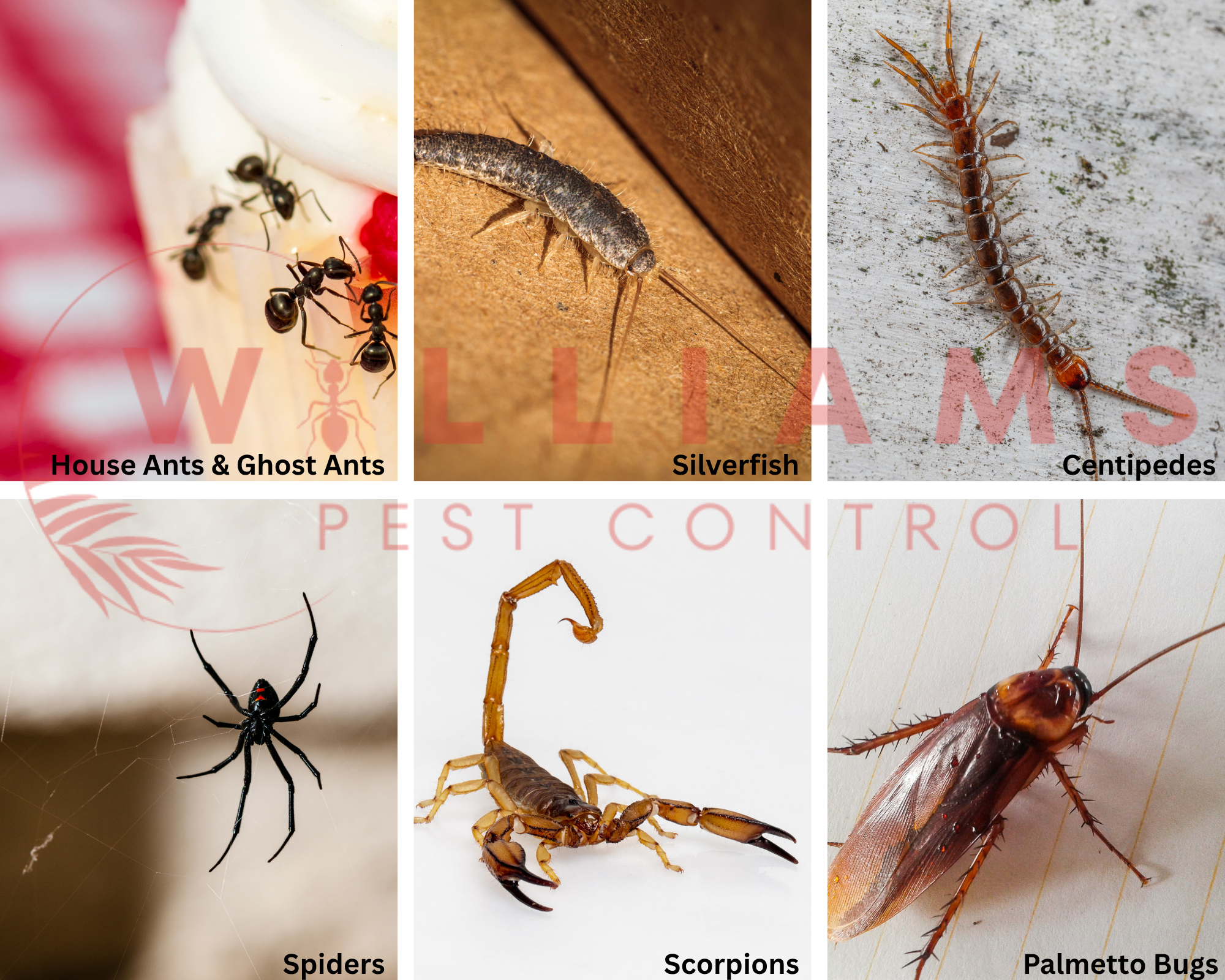 Spiders, ants, silverfish, centipedes, scorpions, palmetto bugs
