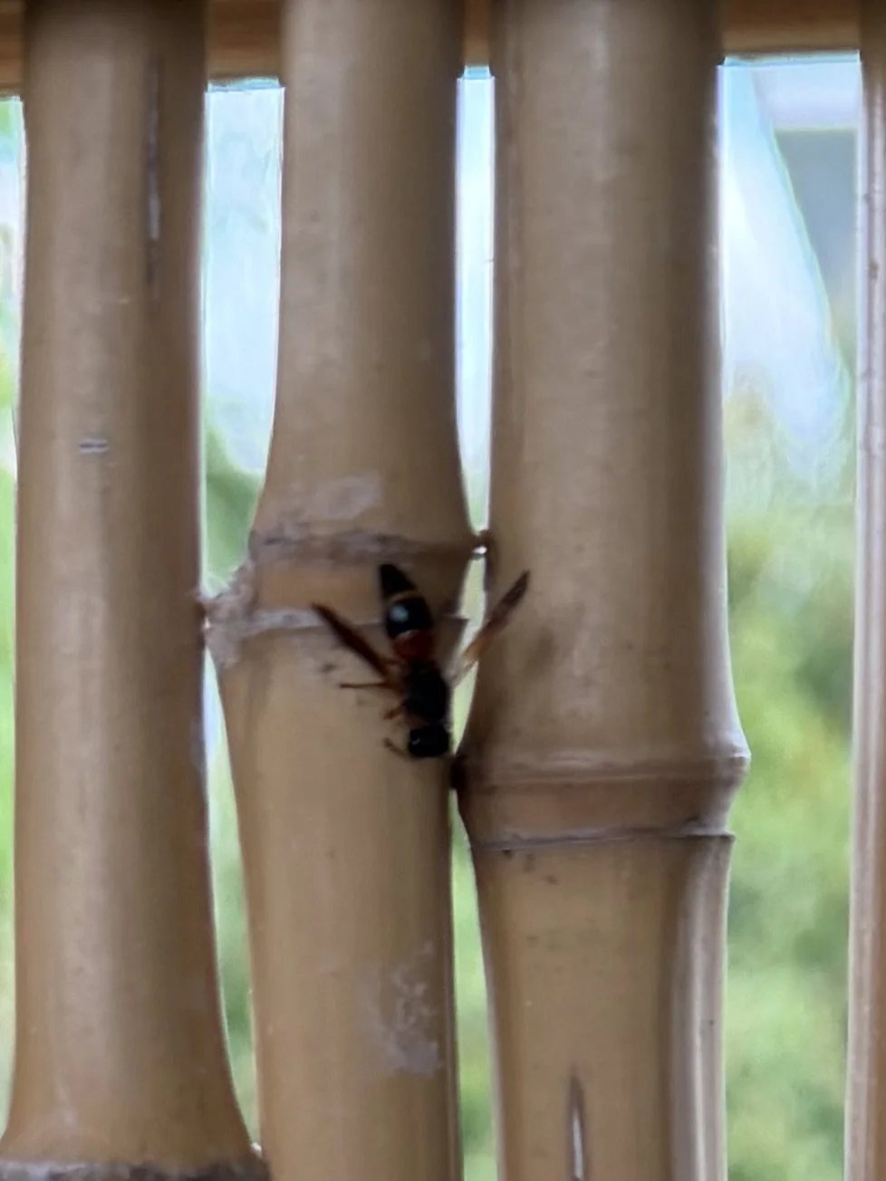 wasp in florida