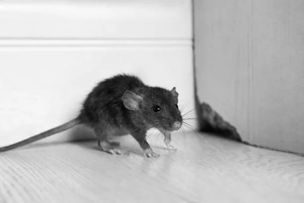 Black mouse on wooden floor near corner of room