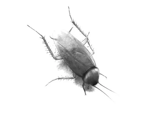 Close-up of a cockroach. German cockroaches are a real problem in the Florida Keys. We treat business, restaurants, and homes for German cockroaches..