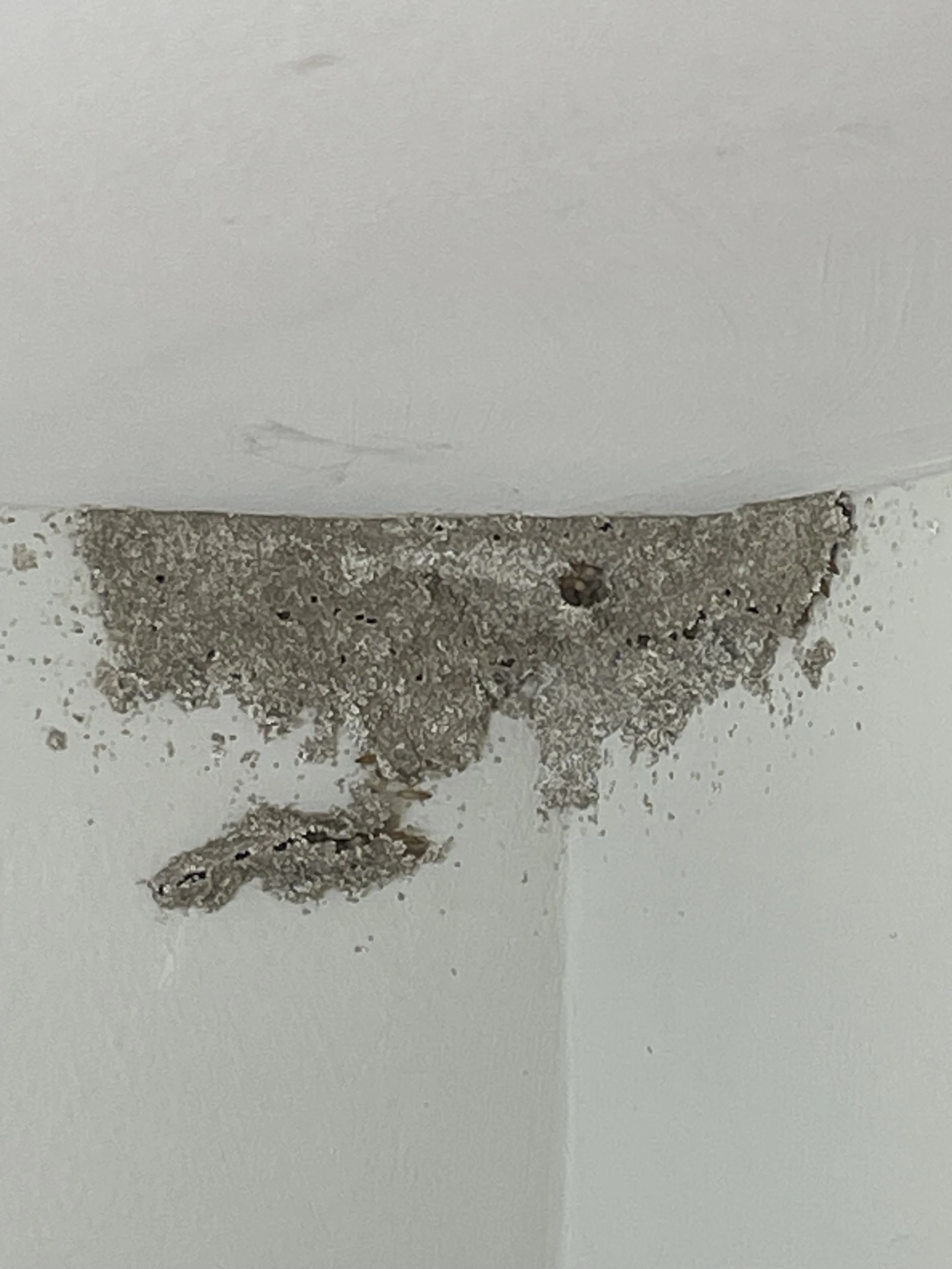 Subterranean termites in Key West in a kitchen of a home.