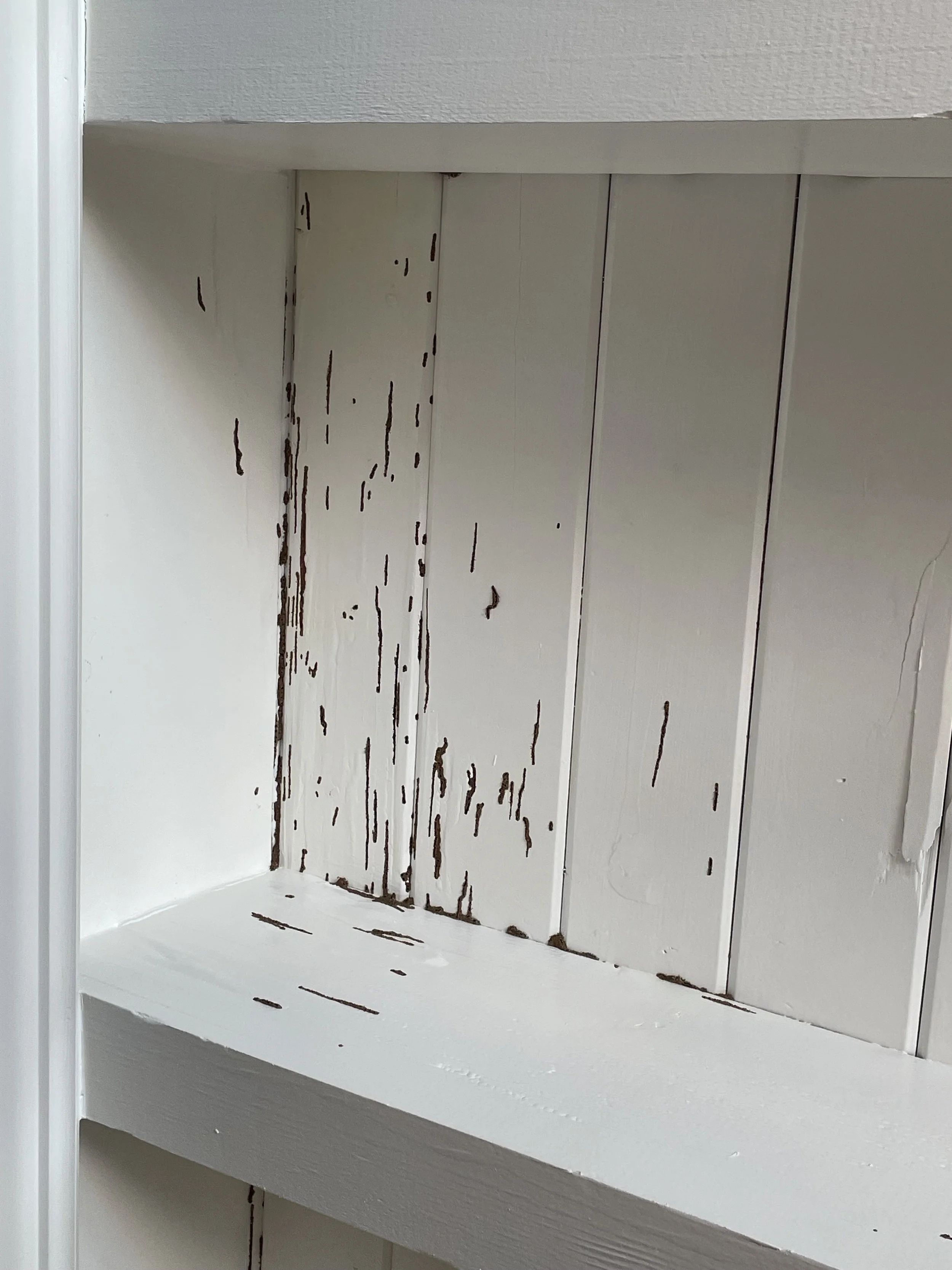 Subterranean termite mud in a ceiling in Key West. Subterranean termites can be found throughout the Florida Keys.
