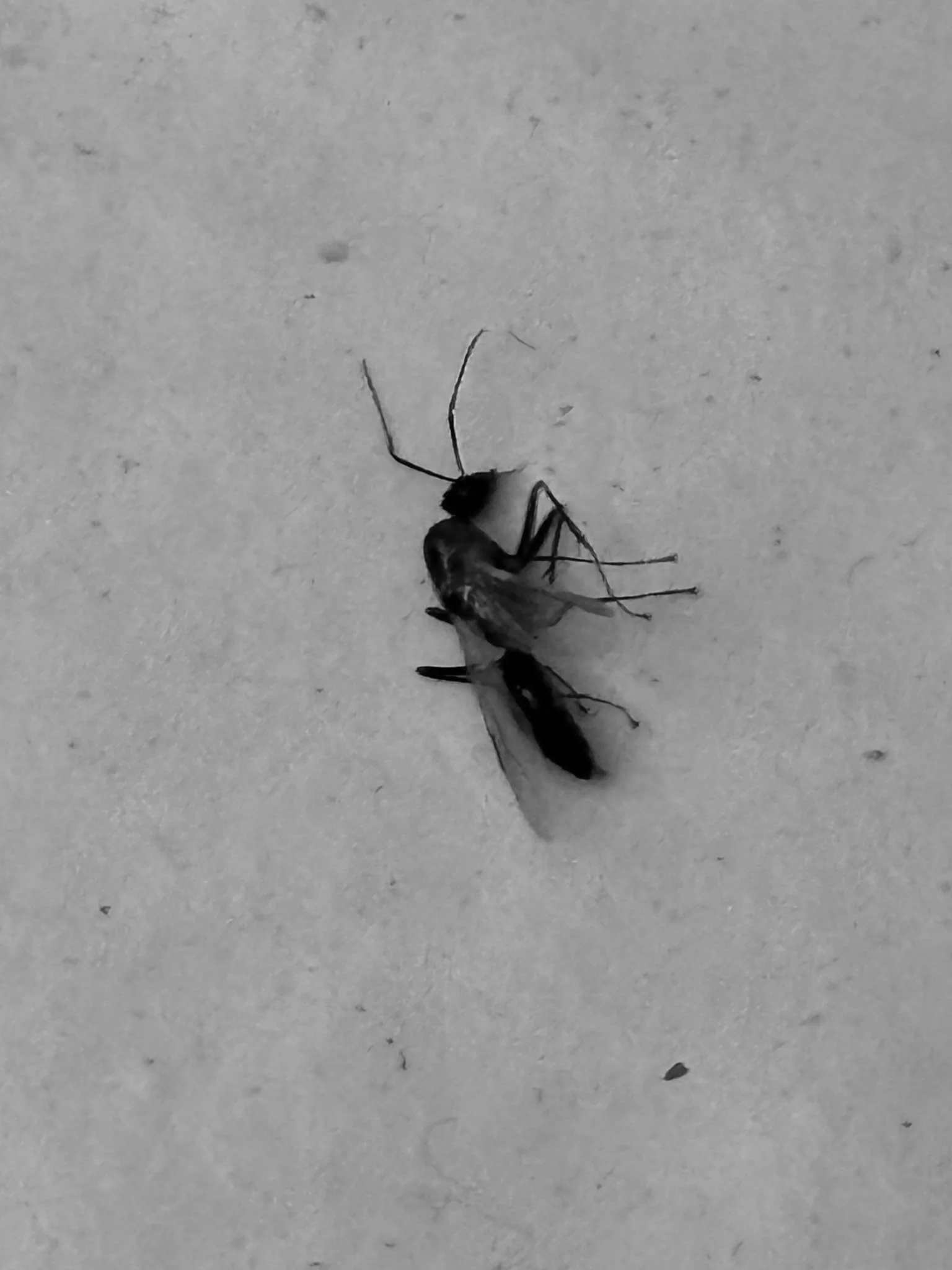 This is what a carpenter ant looks like with wings. You may see them forging at night in or outside of your house.
