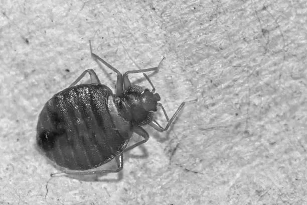 We treat bedbugs in homes and hotels and in vacation rentals