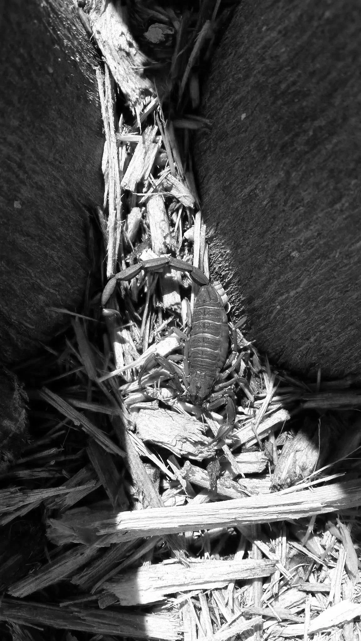 Scorpions in the Florida Keys and how to get rid of them is something we specialize in