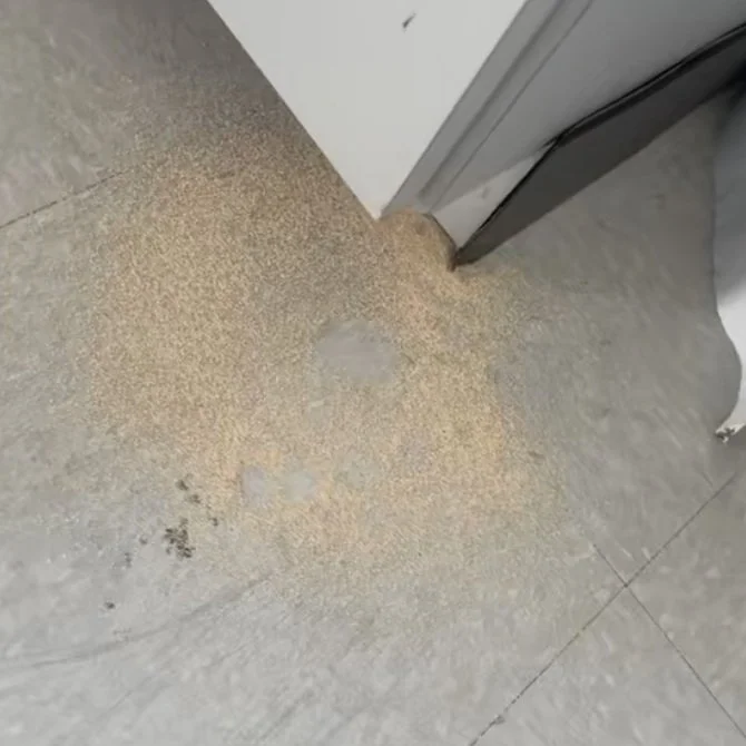 Termite droppings or frass in a florida keys business
