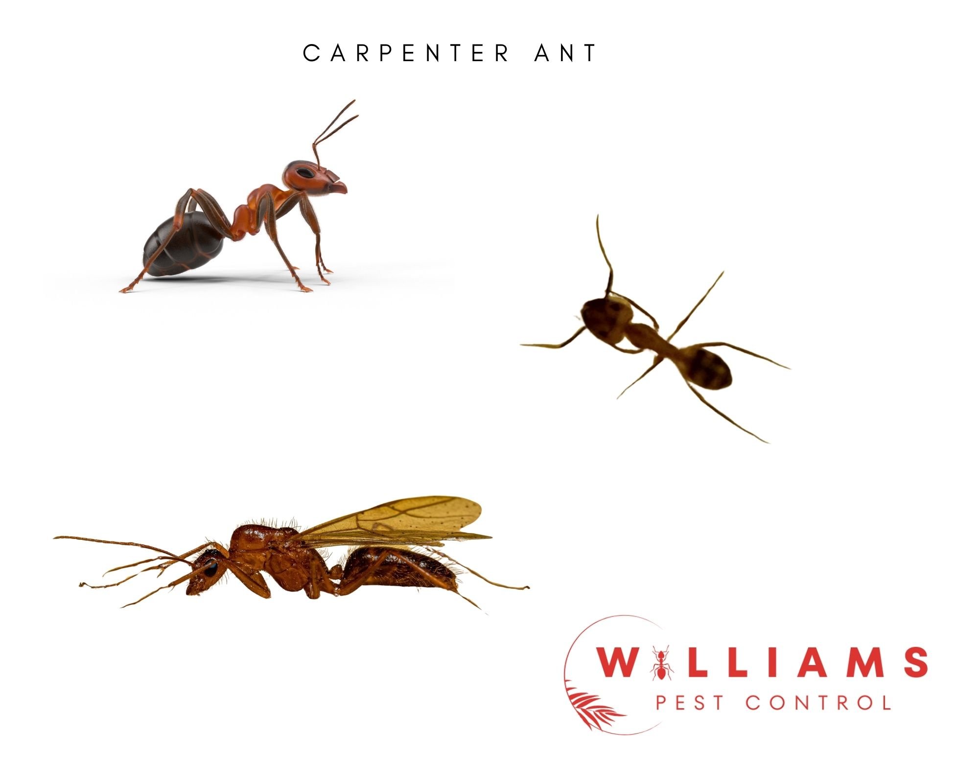 Carpenter ant pictures. Some can have wings and they are typically large ants that have black bottoms and red bodies.