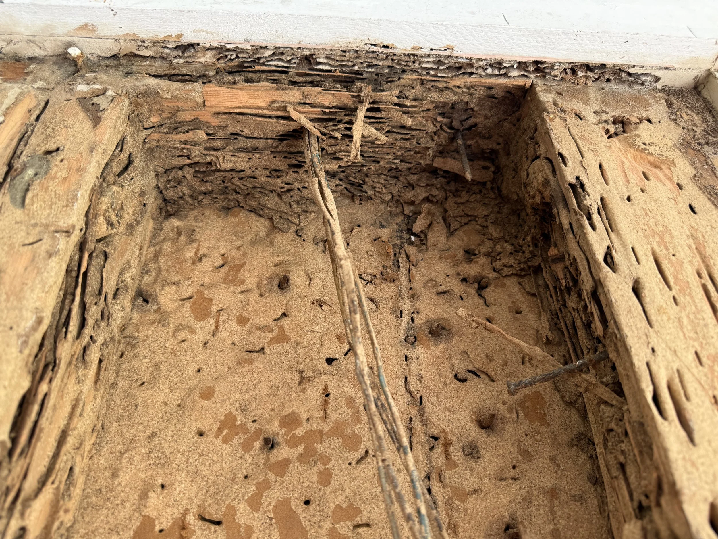 Close-up of a damaged area, damage done by subterranean termites in the florida keys. this was in a business in key west