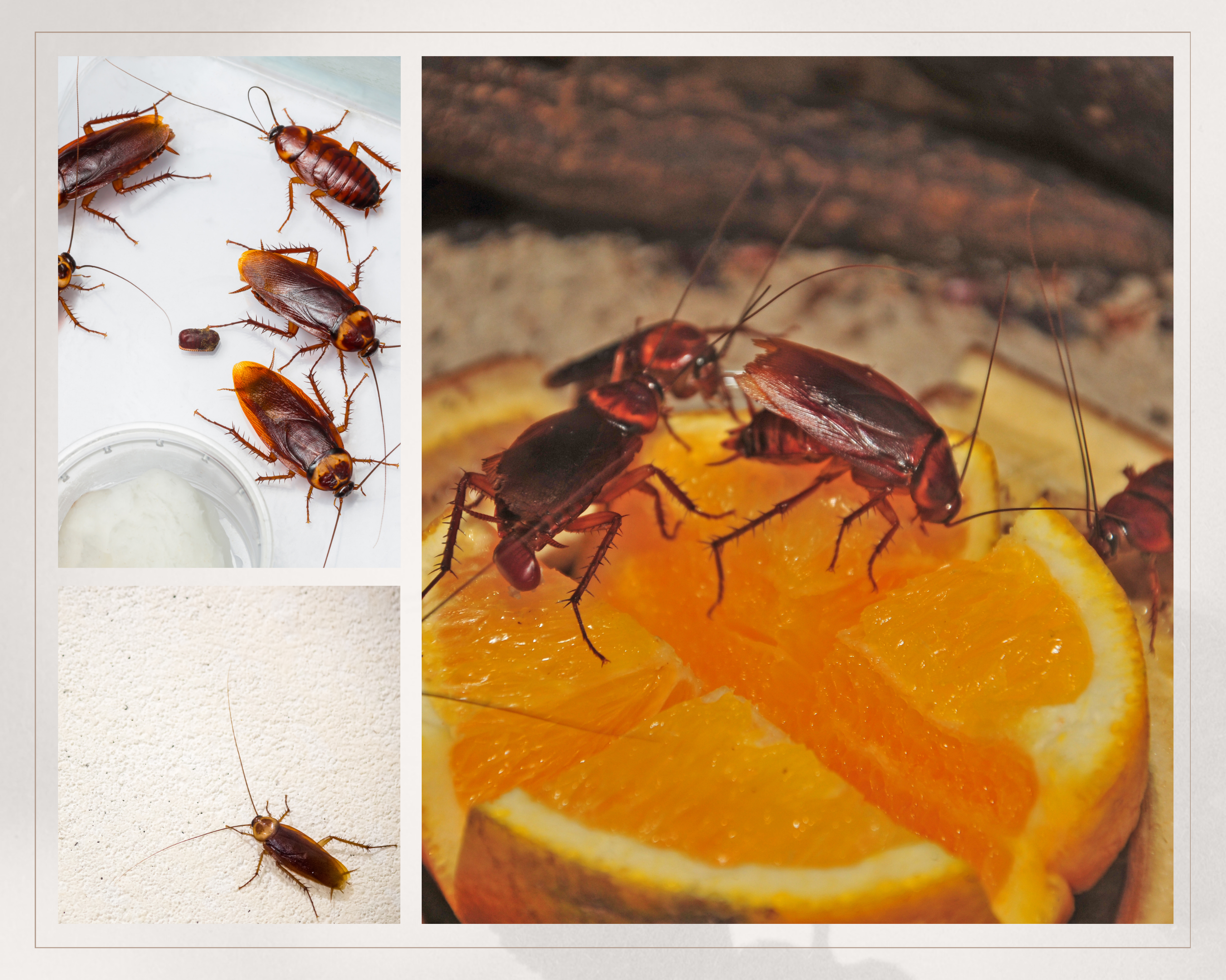 Close-up of several cockroaches on a white surface next to a slice of orange.