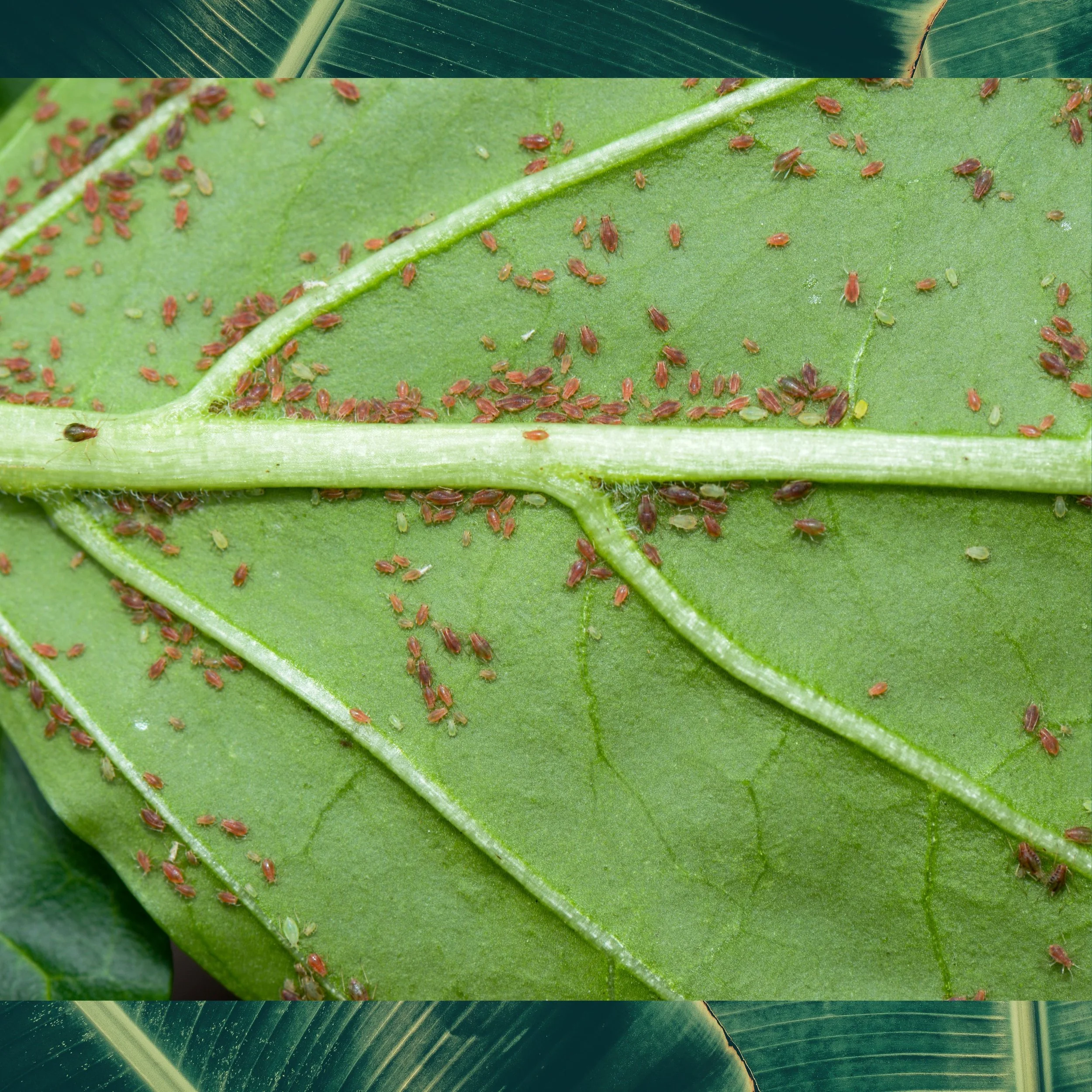 Close-up view of a green leaf with numerous small reddish-brown aphids on its surface.