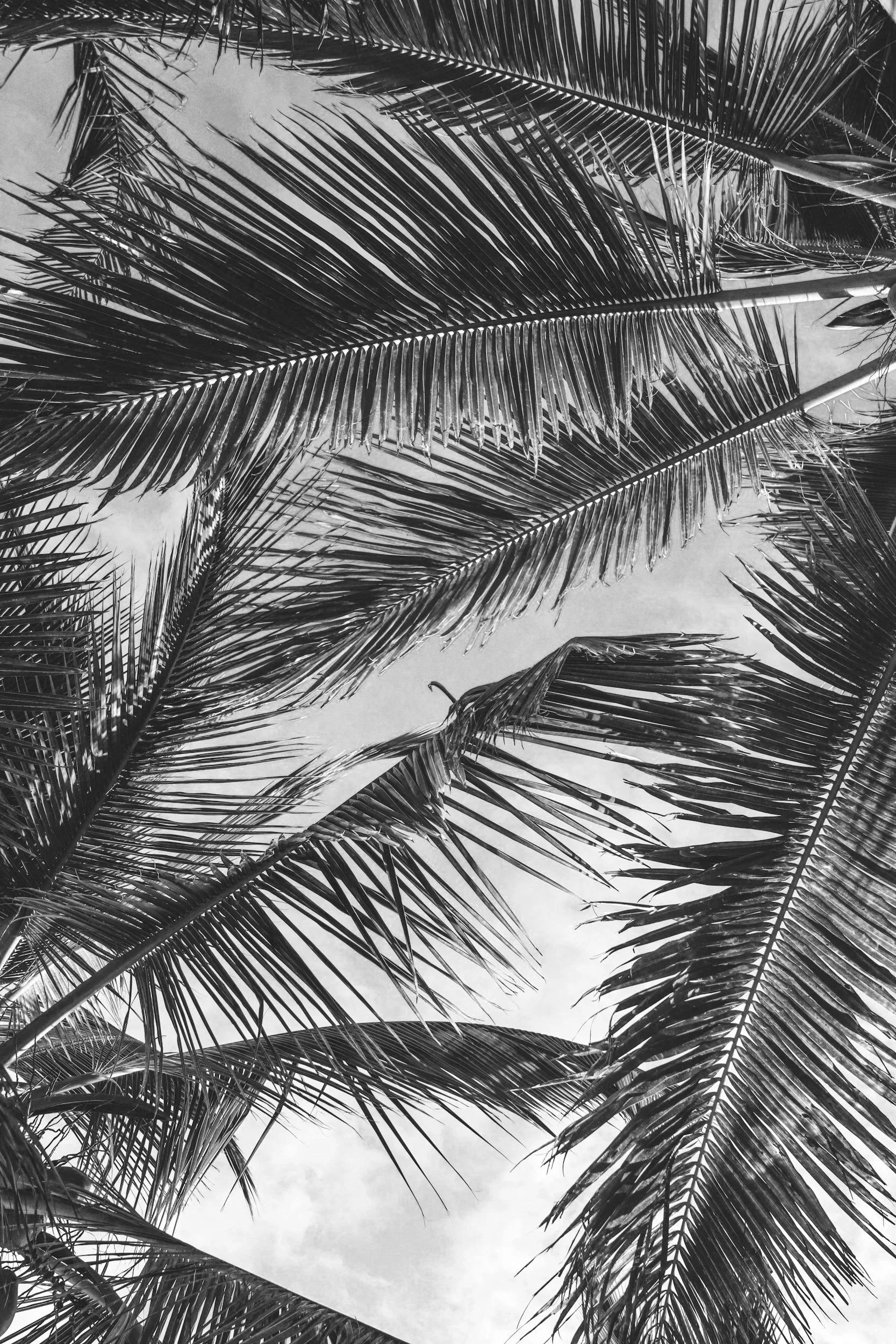 Ornamental pest like white flies and chinch bugs can't be treated on a regular basis to keep your Florida Keys yard looking beautiful