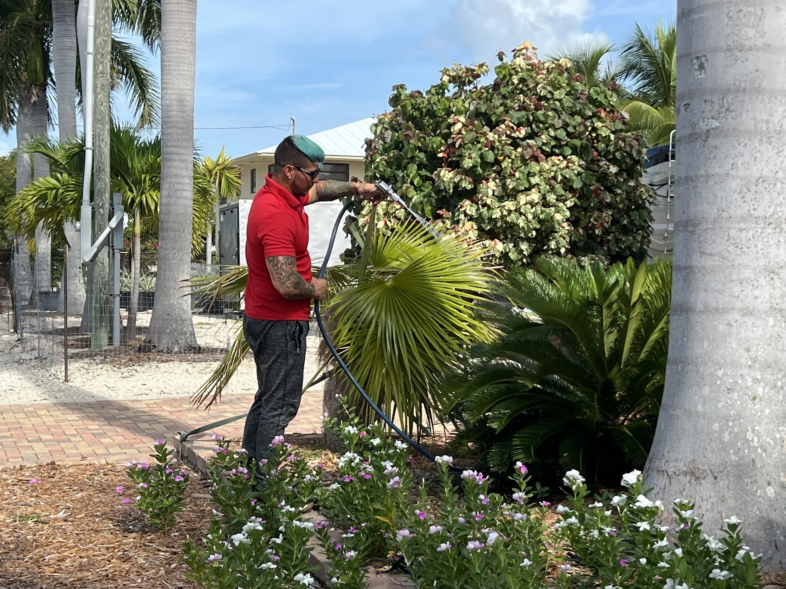 A tree and shrub treatment for ornamental pest in the Florida Keys, this photo was taken in big pine key