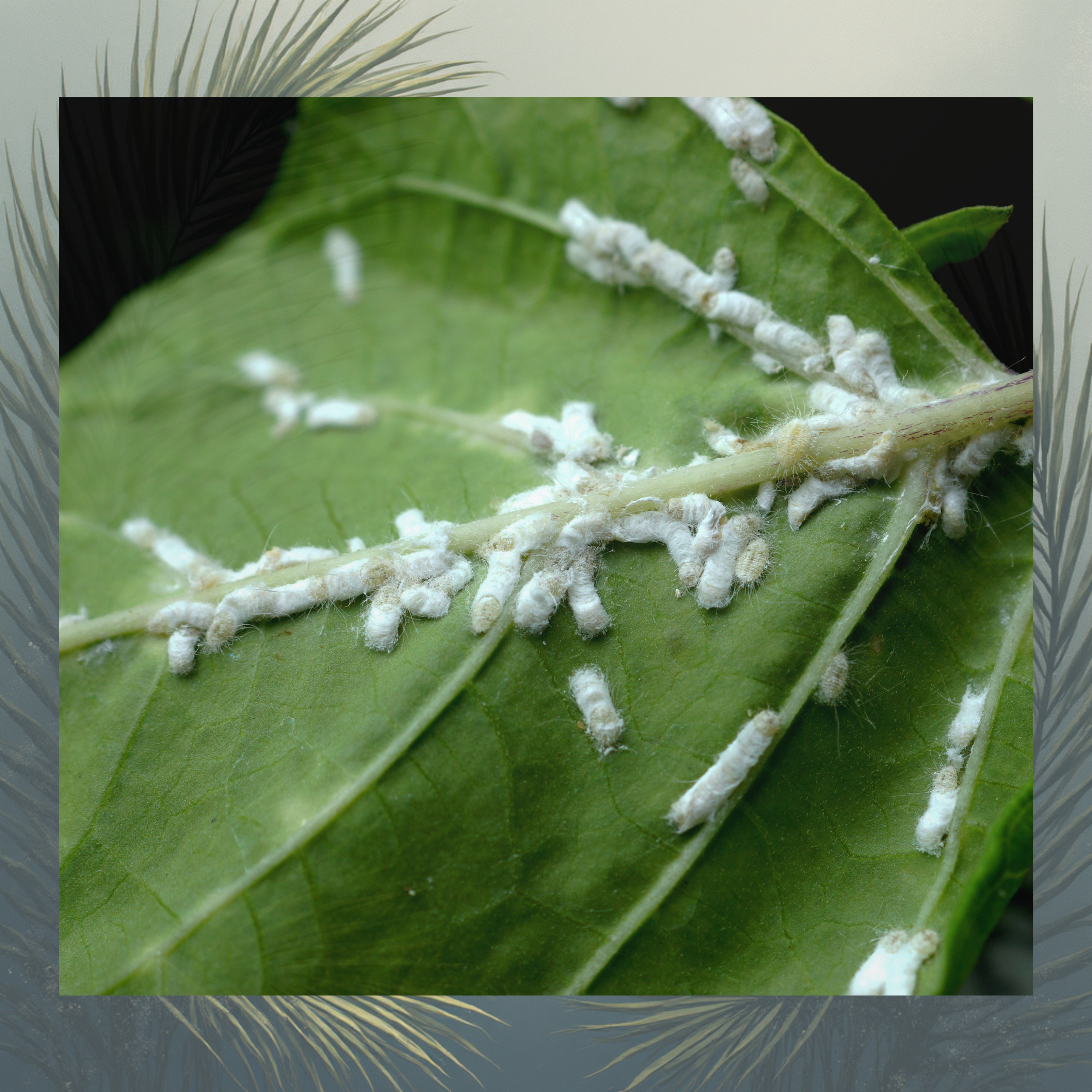 mealy bug