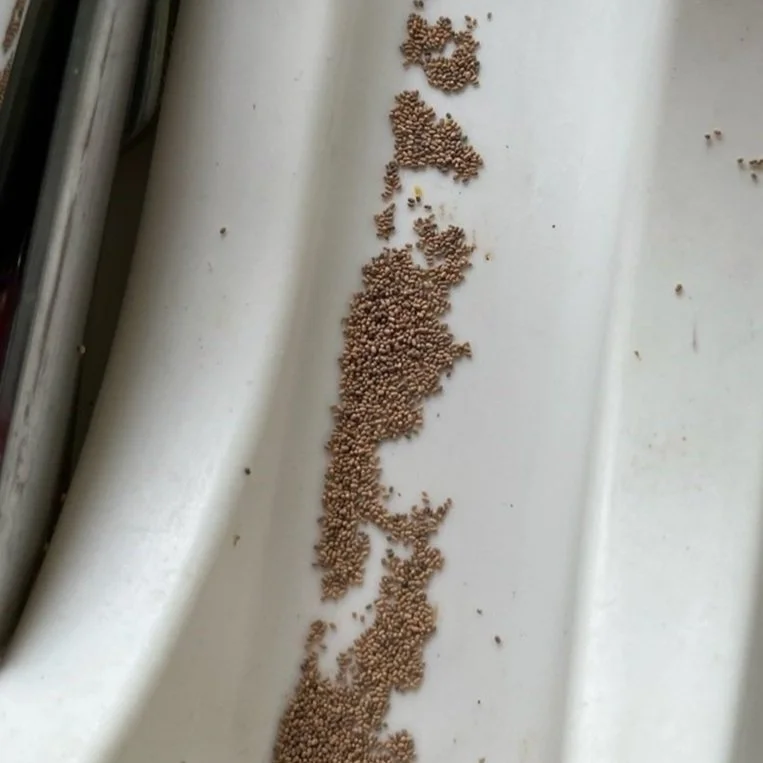 Dry, wood termite droppings that look like small seeds or pellets. This was found in a drawer