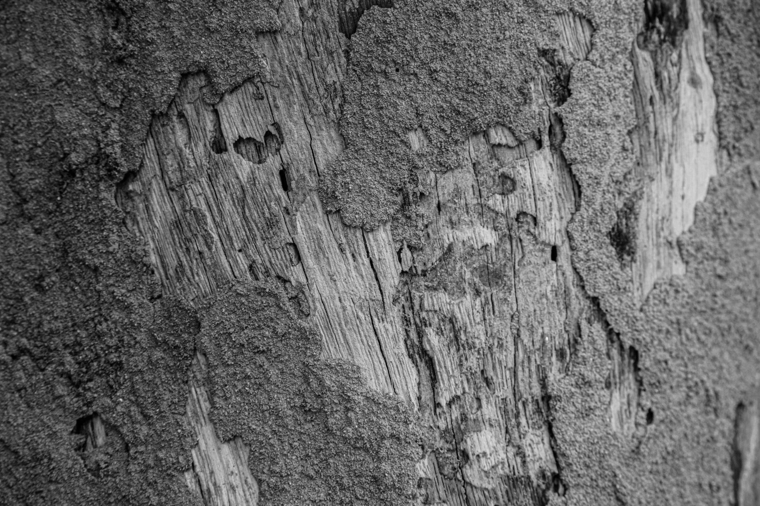 Drywood termite damage in the Florida Keys
