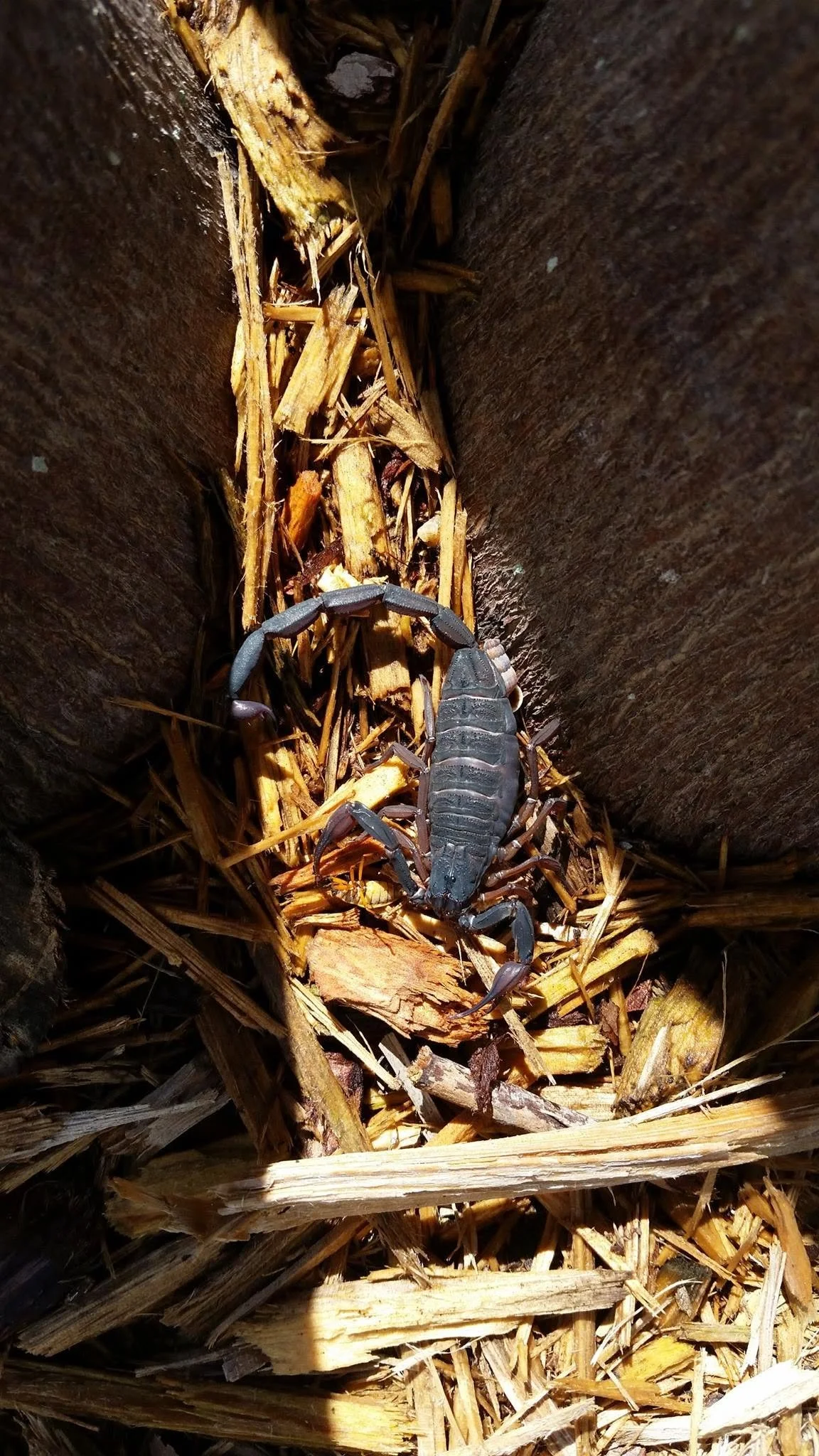 Scorpions are found in the Florida Keys