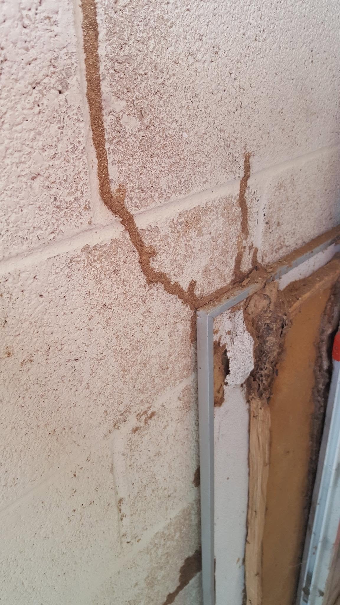 Subterranean termites in the Florida Keys this photo shows tunnels that subterranean termites make in order to enter your home