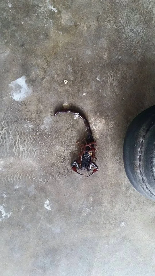 A scorpion in the Florida Keys. This is a common pest that is found throughout the Florida Keys and is covered by our general pest treatment plans.