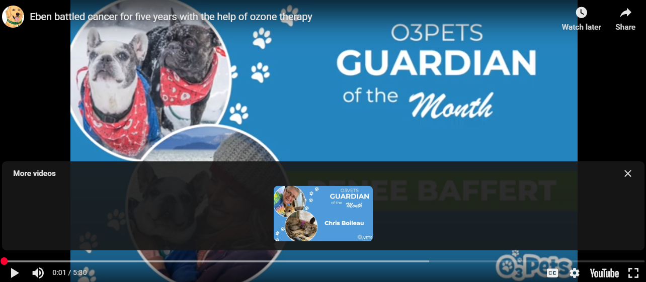 Banner for O3Pets Guardian of the Month featuring two dogs in bandanas, one French Bulldog and one smaller breed, with paw print graphics.