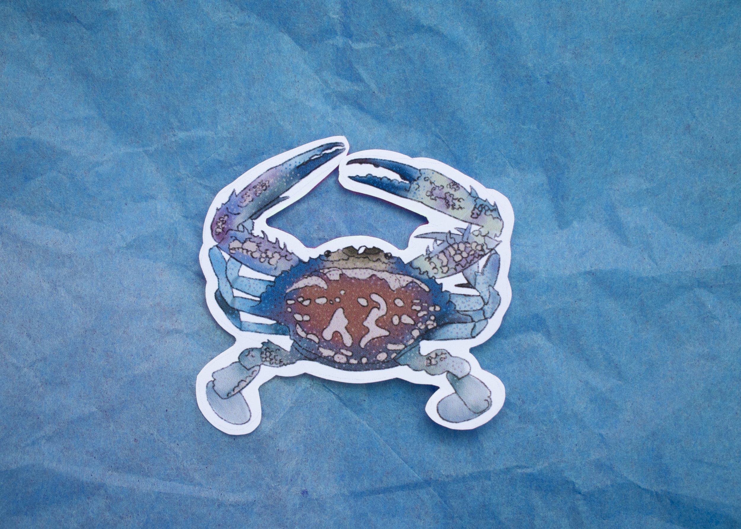 Atlantic Blue Crab Sticker