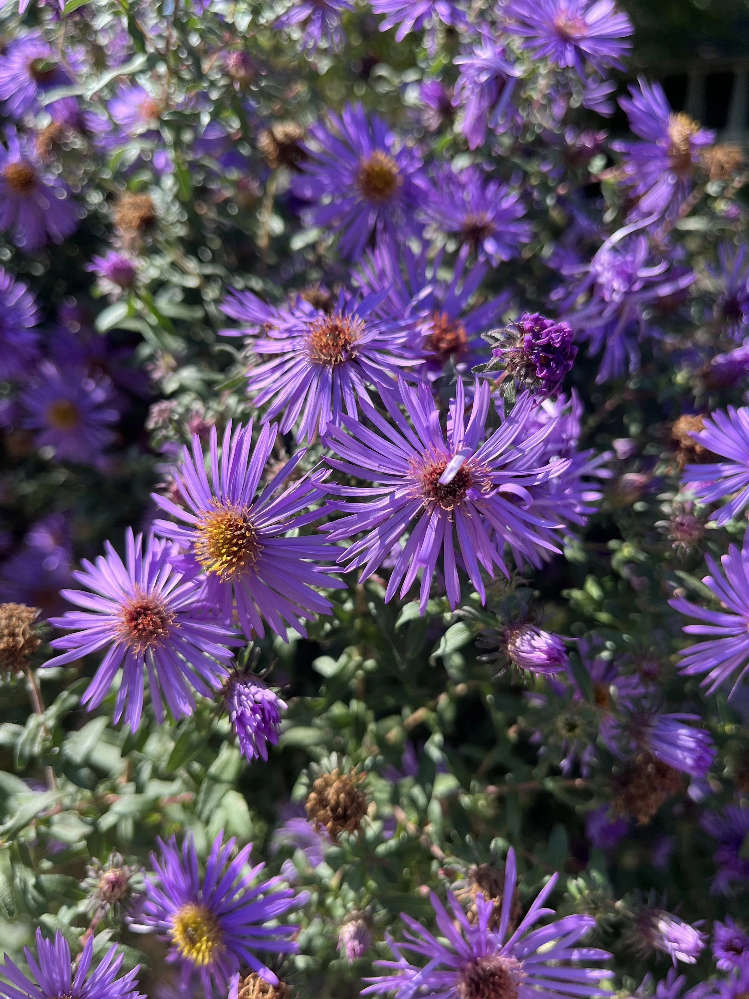 aster 2 jpg.jpg
