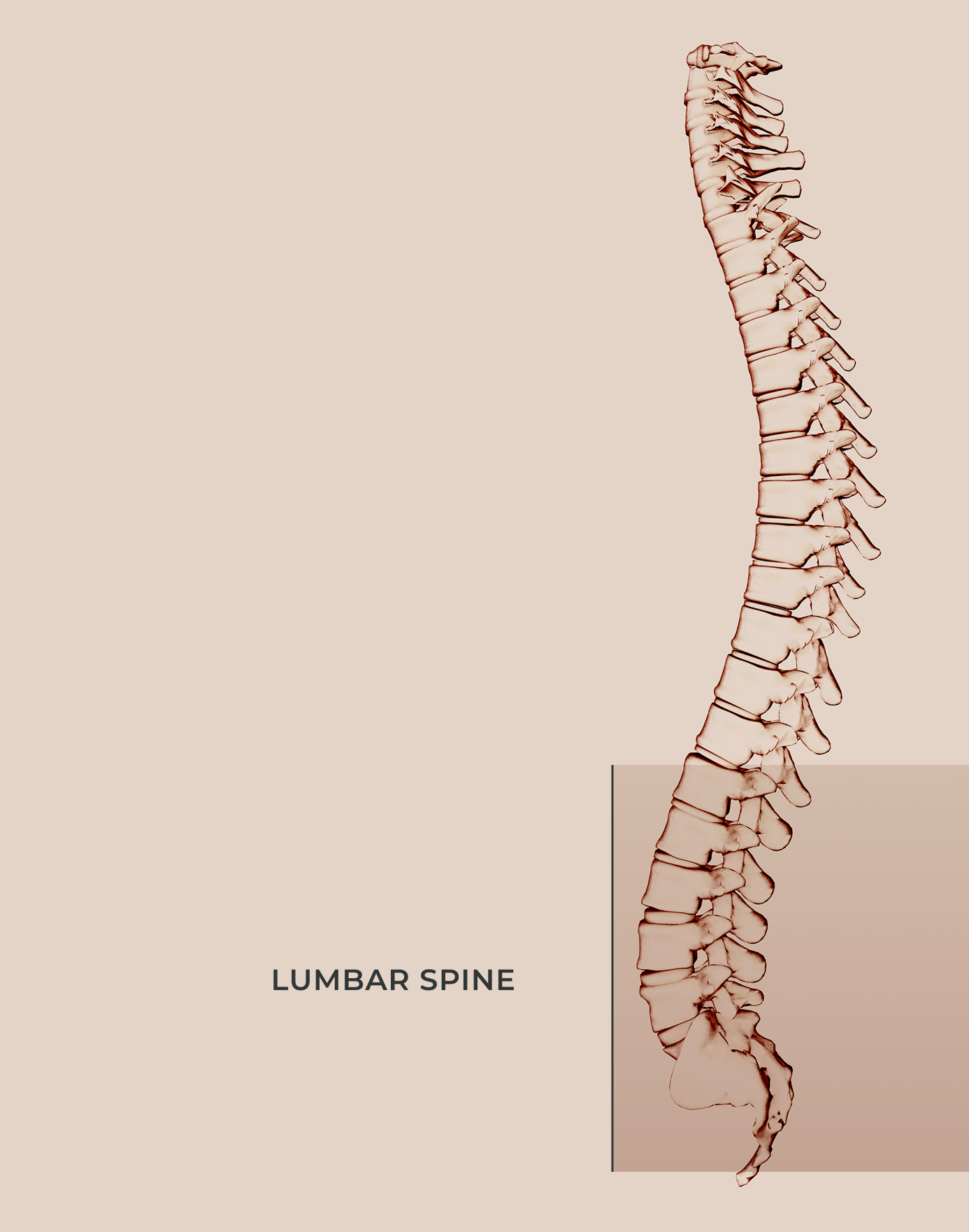 lumbar spine