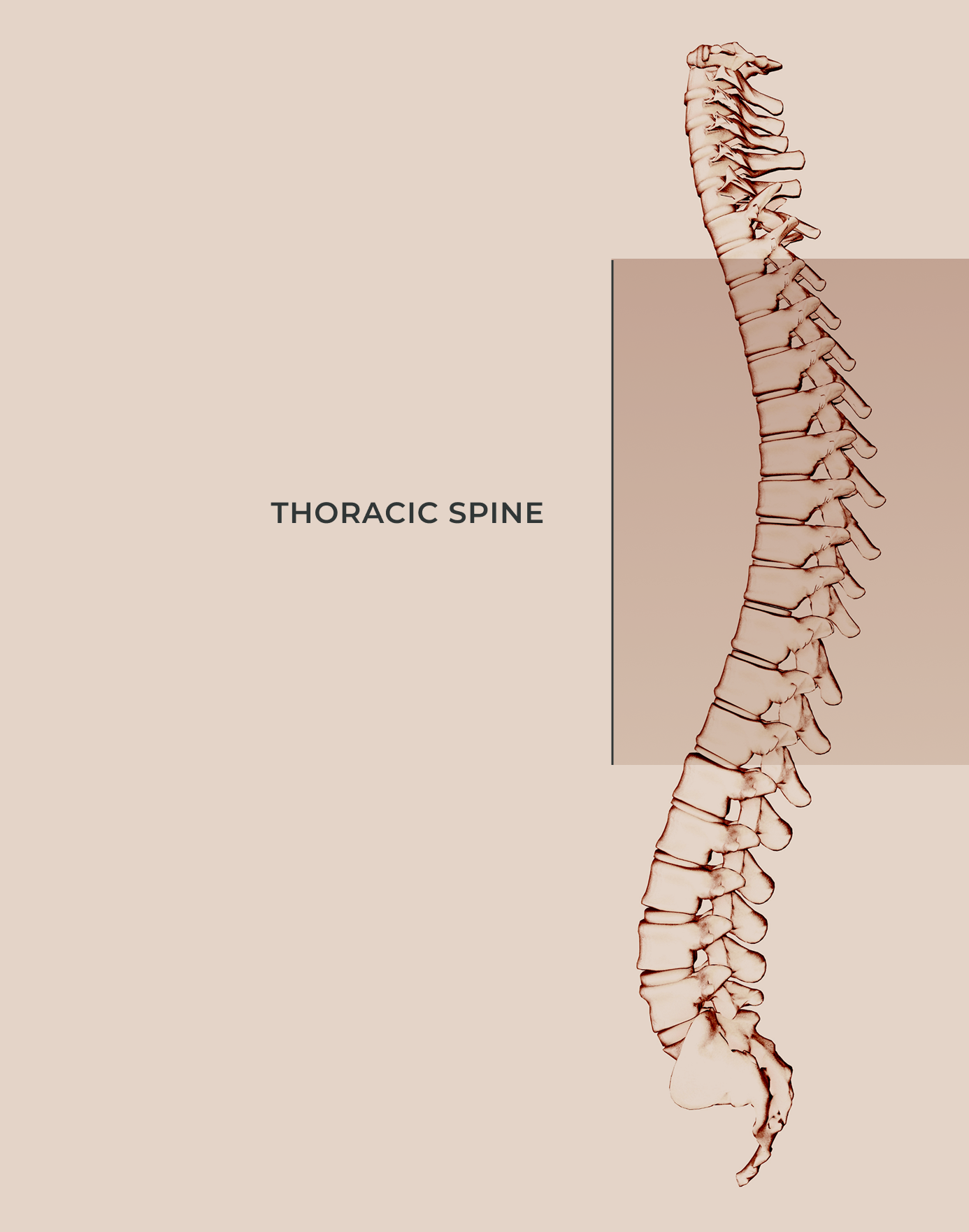 thoracic spine