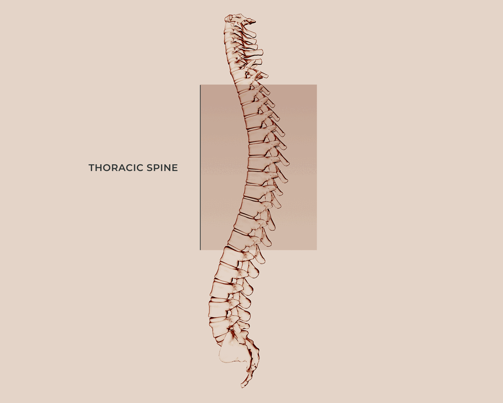 Illustration of the human thoracic spine with a beige background and a highlighted gray rectangle.