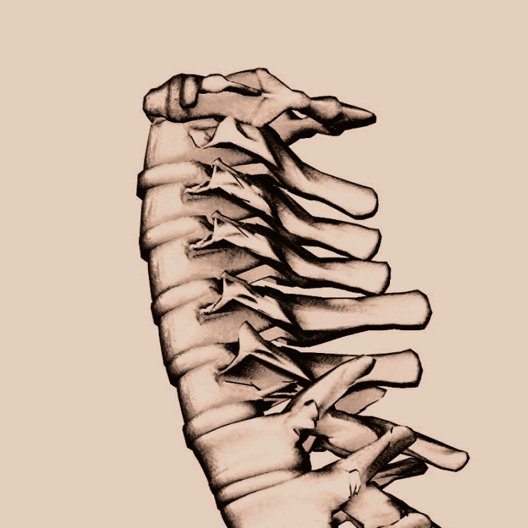 cervical close-up