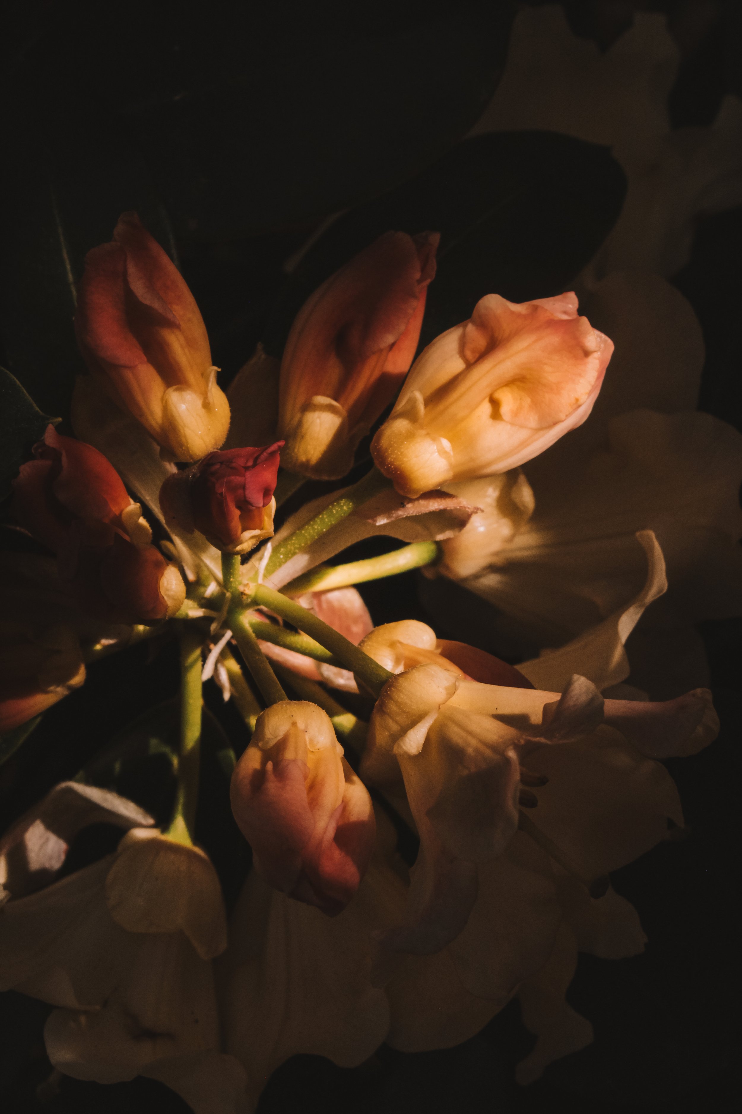 Untitled (2026)