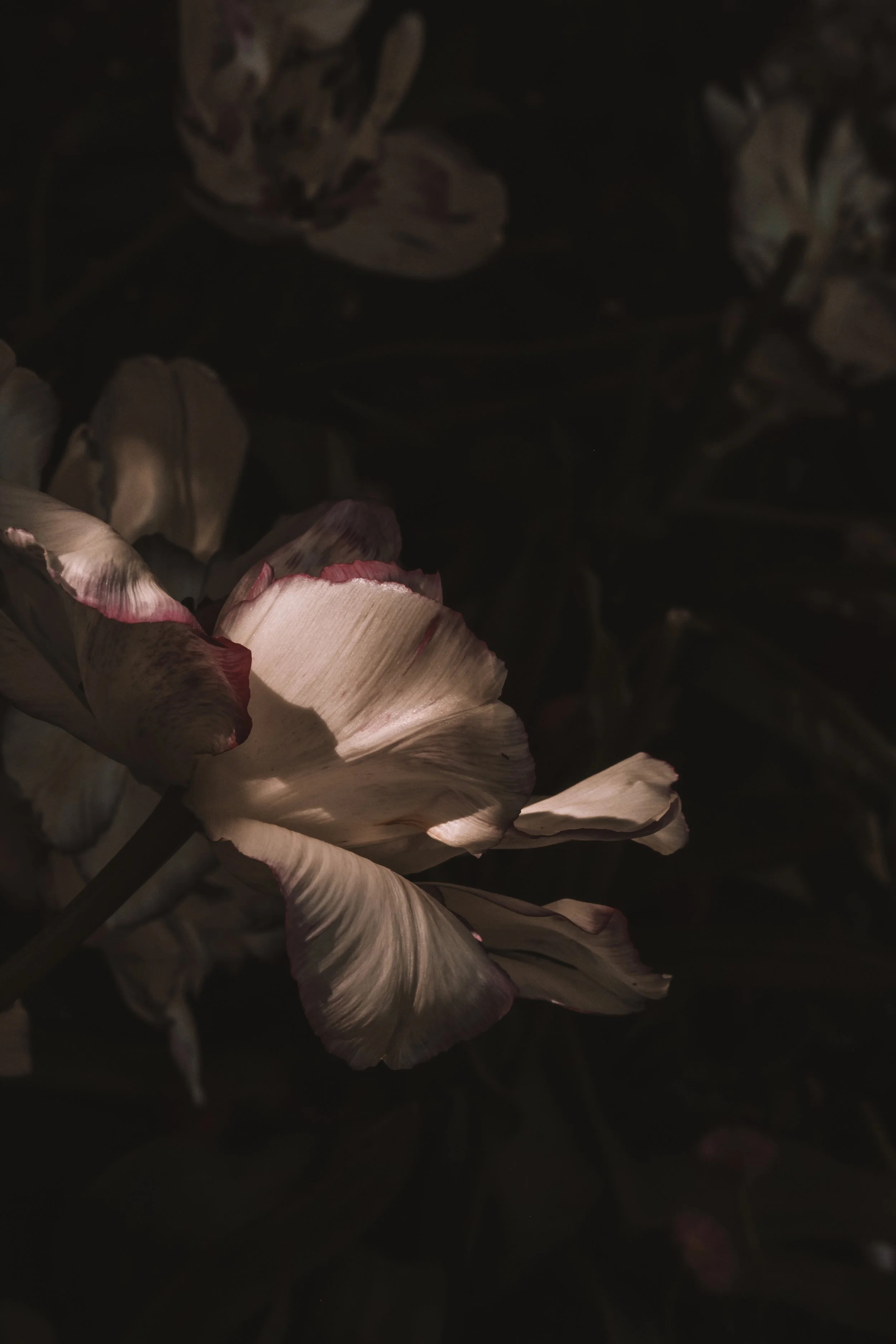 Untitled (2026)