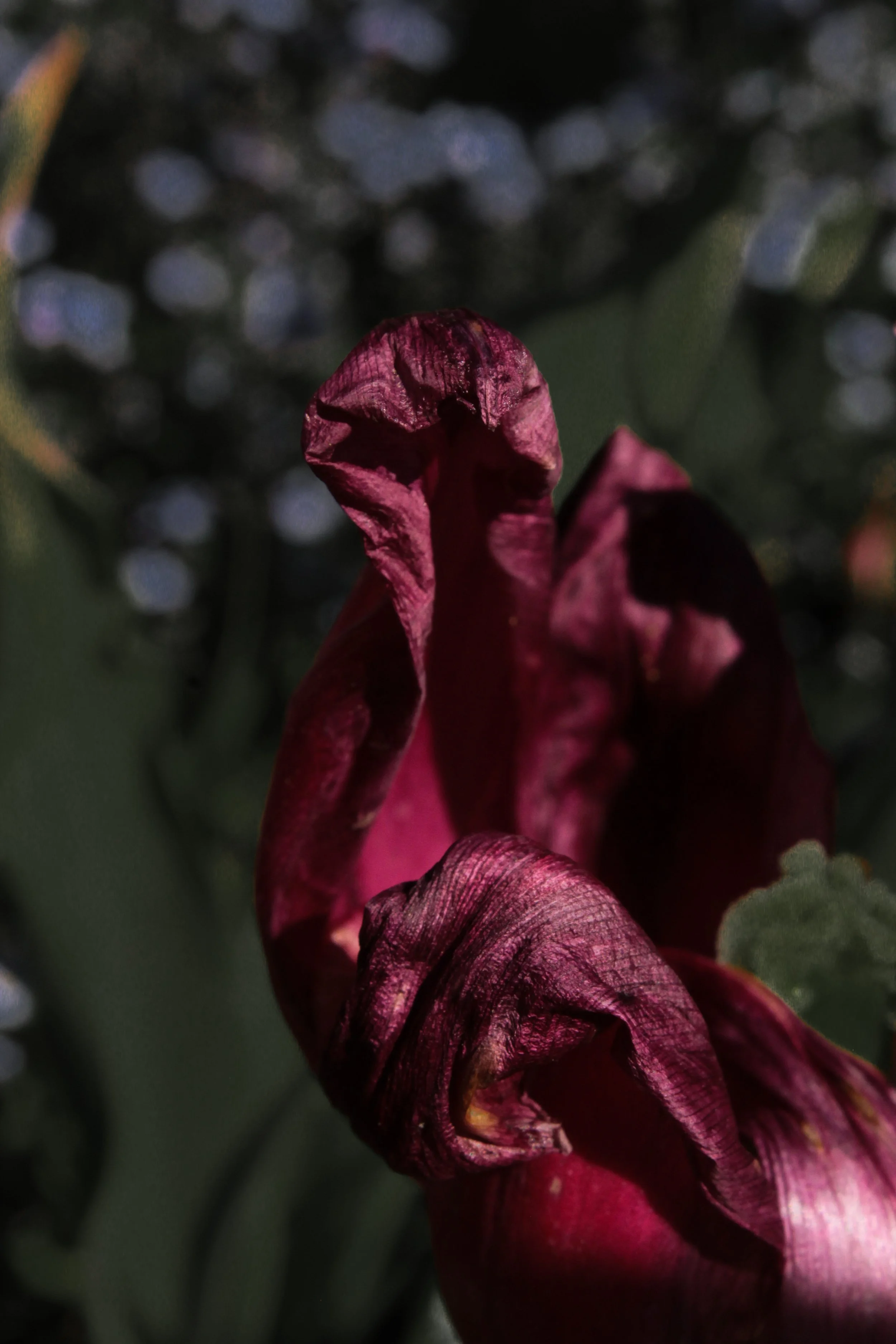 Old Age (2026)