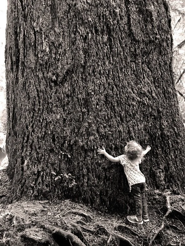 Old-Growth Forests on Western Oregon BLM Holdings, Part 2: The Existential Solution
