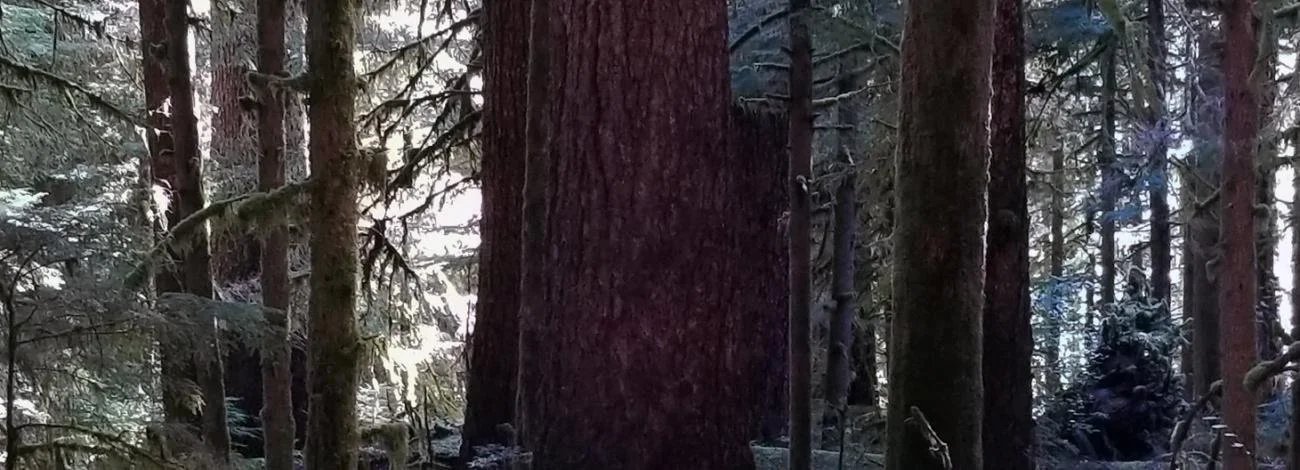 Old-Growth Forests on Western Oregon BLM Holdings, Part 1: The Existential Threat&nbsp;