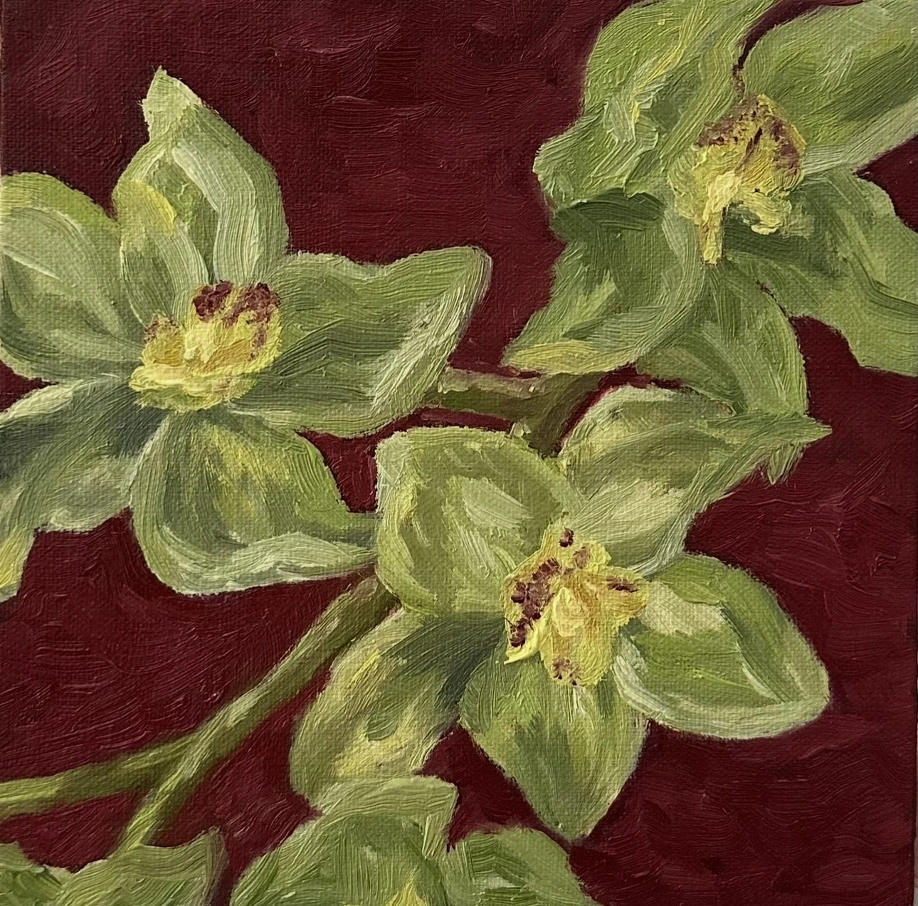 Study of an Orchid
