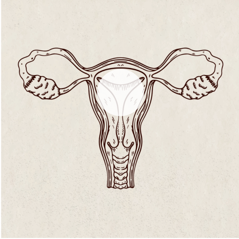 Line drawing of a female reproductive system including uterus, fallopian tubes, and ovaries