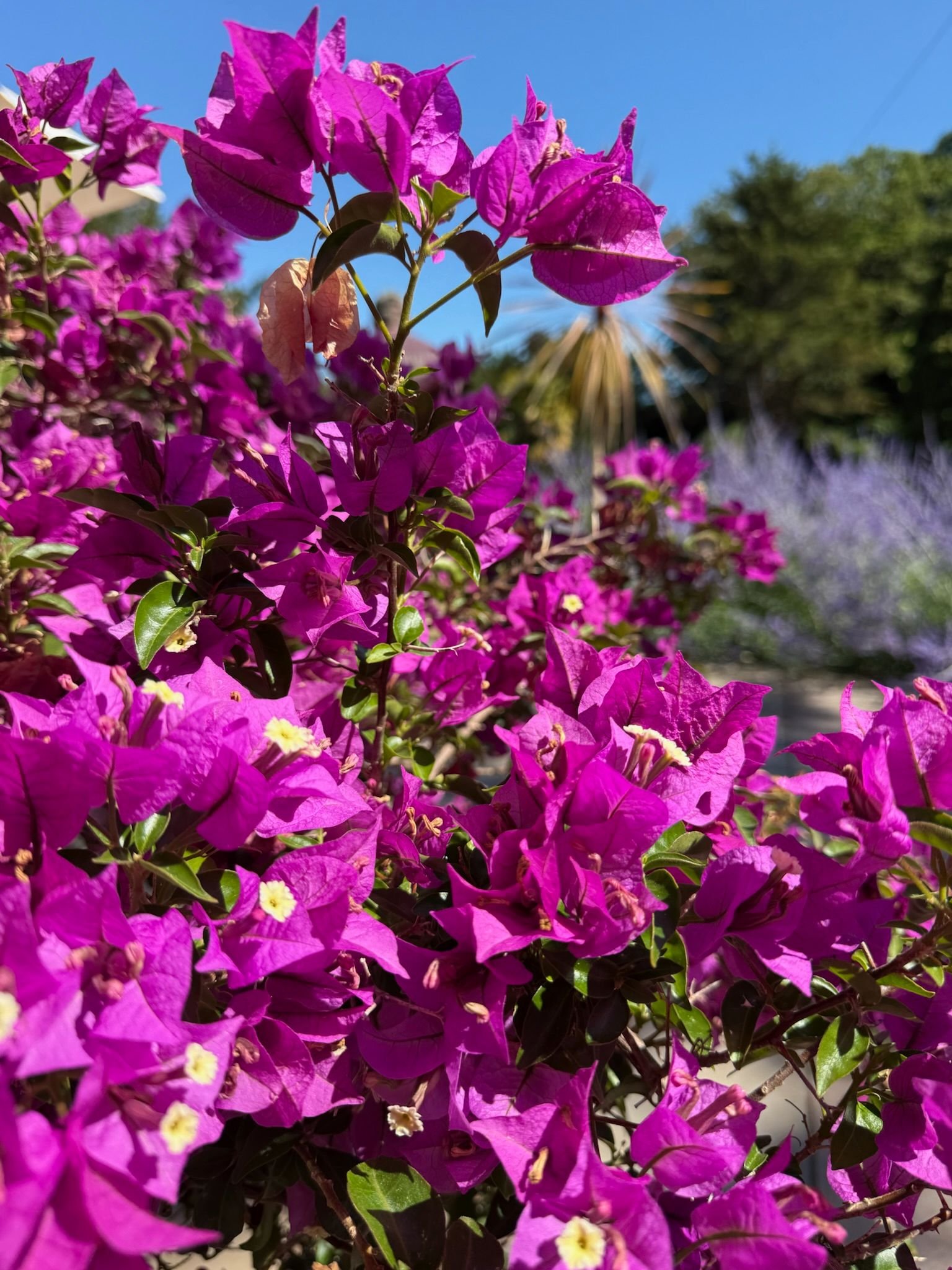 bonchurch-open-gardens-2026-02.jpeg