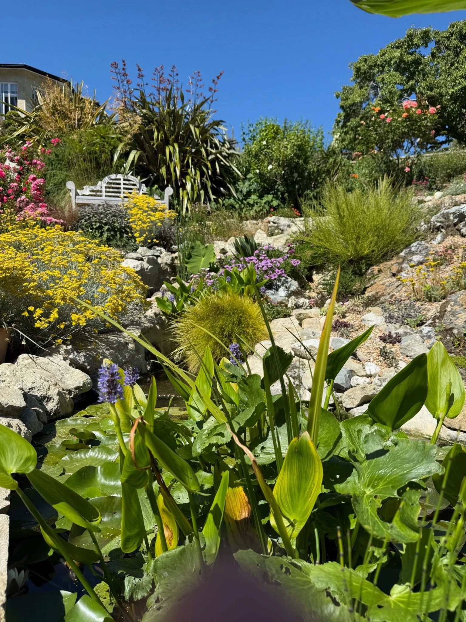 bonchurch-open-gardens-2026-03.jpeg
