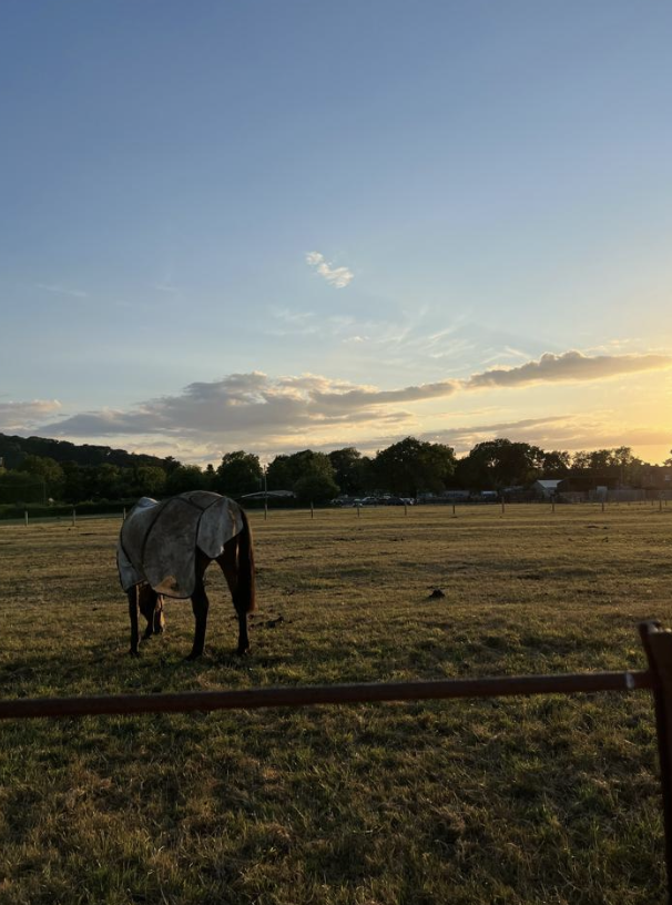 Chestnut horse with coat in green field in Cotswolds with blue sky at sunset