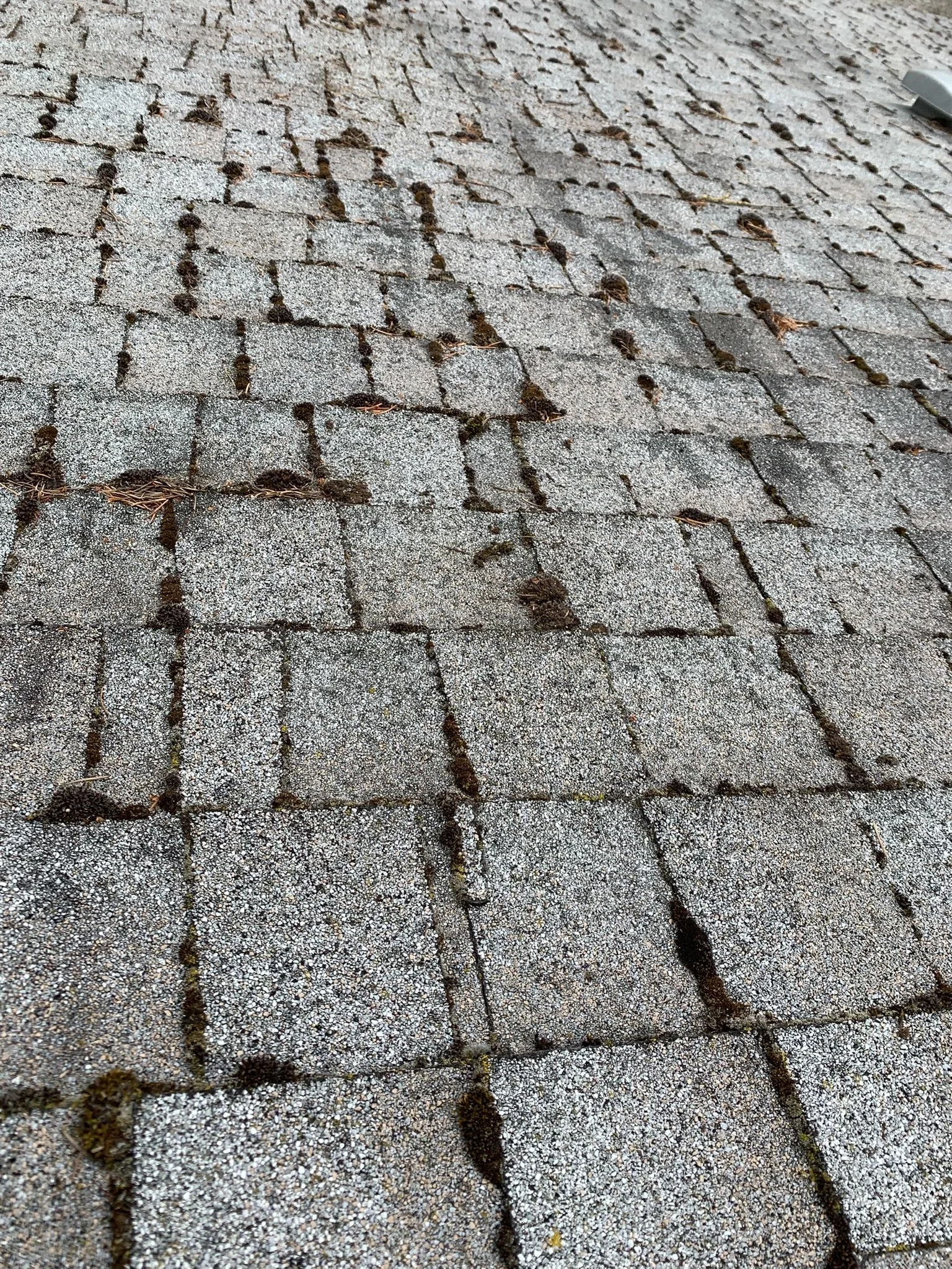 A close-up view of a roof with asphalt shingles showing dirt, moss, and debris in the seam lines.
