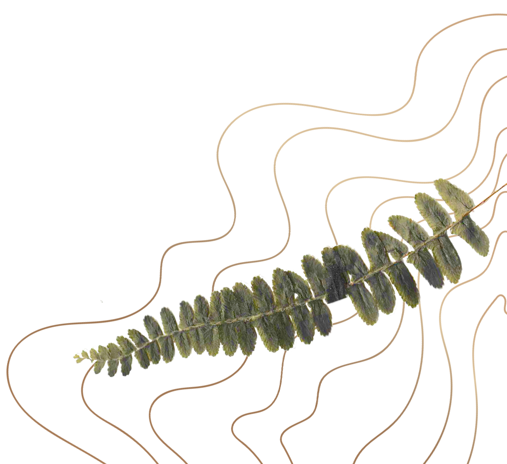 Close-up of a long, segmented insect, possibly a caterpillar, with small, fuzzy, leaf-like appendages covering its body.