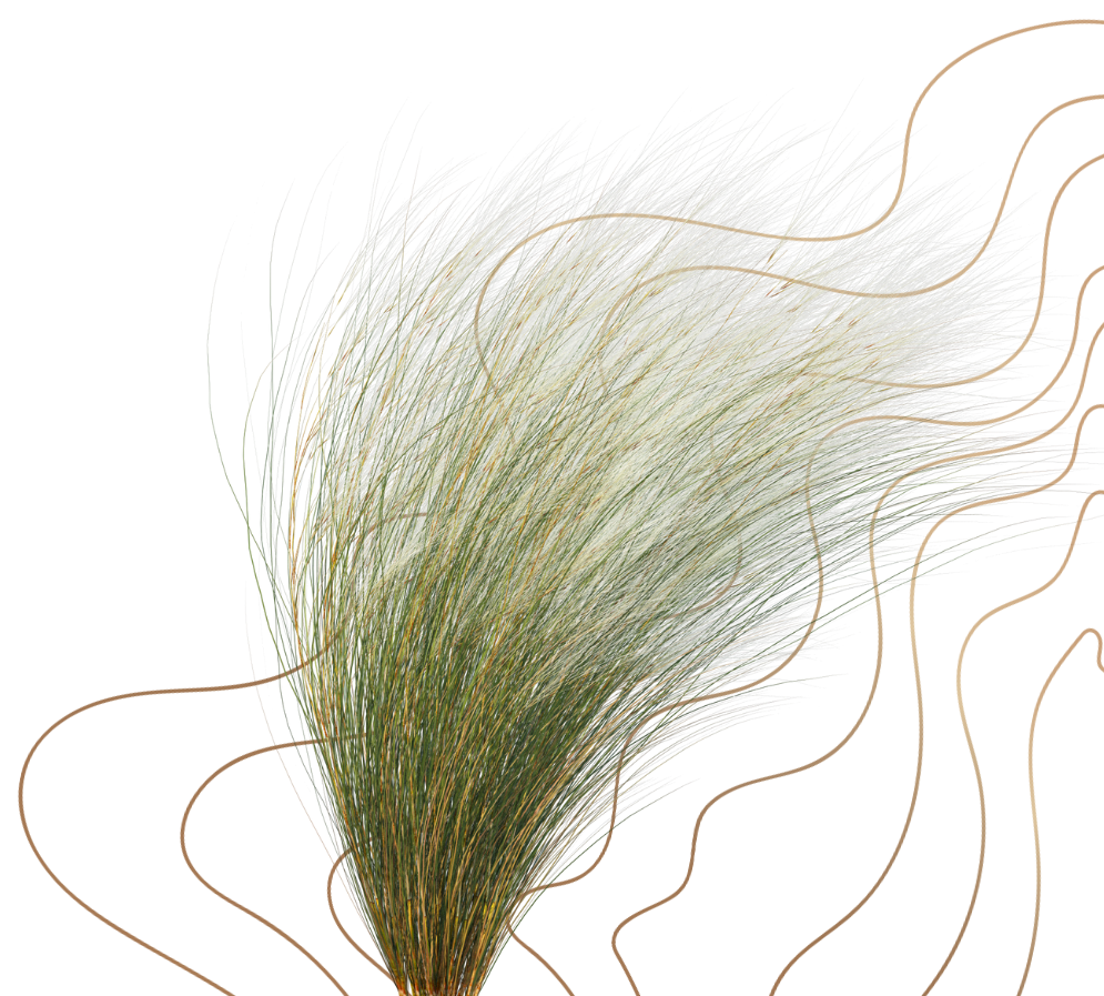 A clump of ornamental grass with wispy green and beige foliage.