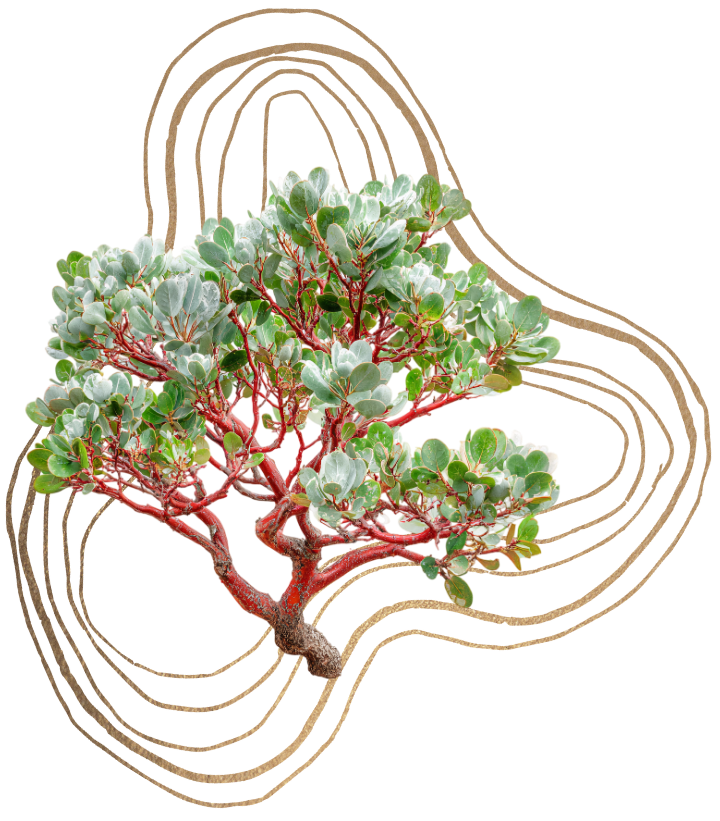 A small, bushy succulent plant with rounded, green leaves and reddish stems.